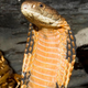 A Cobra